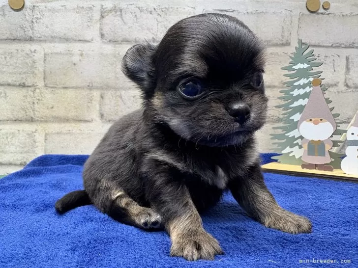 チワワ(ロング)【栃木県・男の子・2025年11月11日・ブラックタン&amp;ホワイト】の写真1