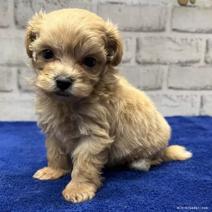 M.H 様のお迎えした子犬