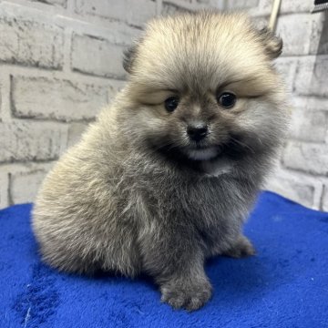 ポメラニアン【栃木県・女の子・2025年3月20日・ウルフセーブル】の写真「クリクリお目目が可愛いポメラニアンの女の子」