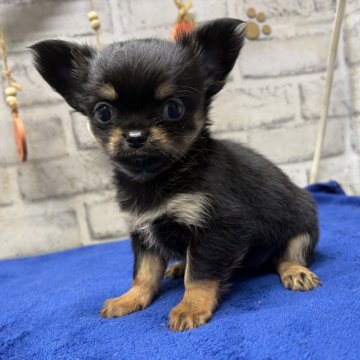 チワワ(ロング)【栃木県・女の子・2025年9月6日・ブラックタン】の写真「可愛いお顔のブラックタンチワワの女の子です。」