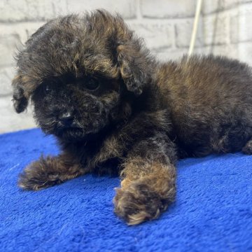 タイニープードル【栃木県・男の子・2025年3月19日・ブリンドル】の写真「小ぶりでマズル短めの子をお探しの方ぜひ！」