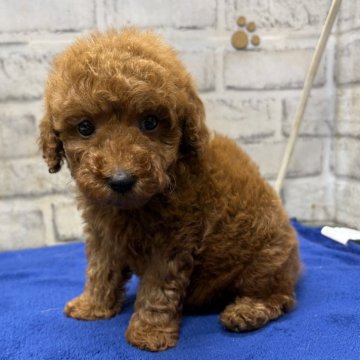 マルプー(マルチーズ×トイプードル)【栃木県・女の子・2025年10月4日・レッド】の写真「プードルよりのマルプーちゃんになります」