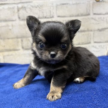 チワワ(ロング)【栃木県・男の子・2025年11月11日・ブラックタン&ホワイト】の写真「顔面偏差値高めの男の子です( ˶^ᵕ'˶)b」