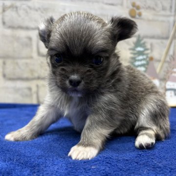 チワワ(ロング)【栃木県・男の子・2025年11月11日・ウルフセーブル】の写真「この子の動画、是非見て下さい❣️」