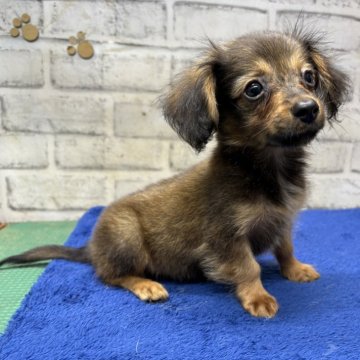 ポメックス(ポメラニアン×ダックスフンド)【栃木県・男の子・2025年6月22日・セーブル】の写真「見た目ダックスのポメックスの男の子です。」
