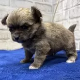 チワワ(ロング)