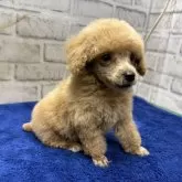 タイニープードル