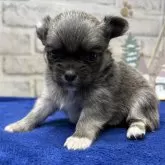 チワワ(ロング)