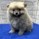 ポメラニアン