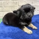 チワワ(ロング)