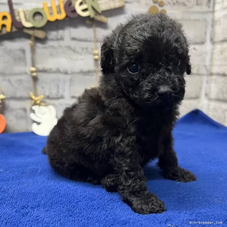 ID：2409-04283の子犬