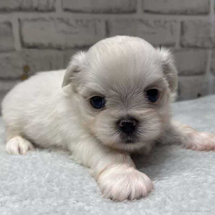 ID:2401-04655の子犬