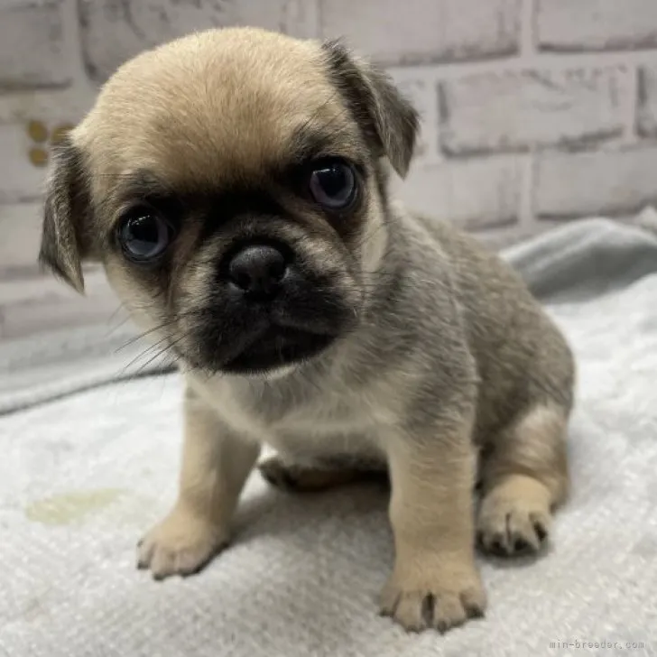 ID:2305-04832の子犬