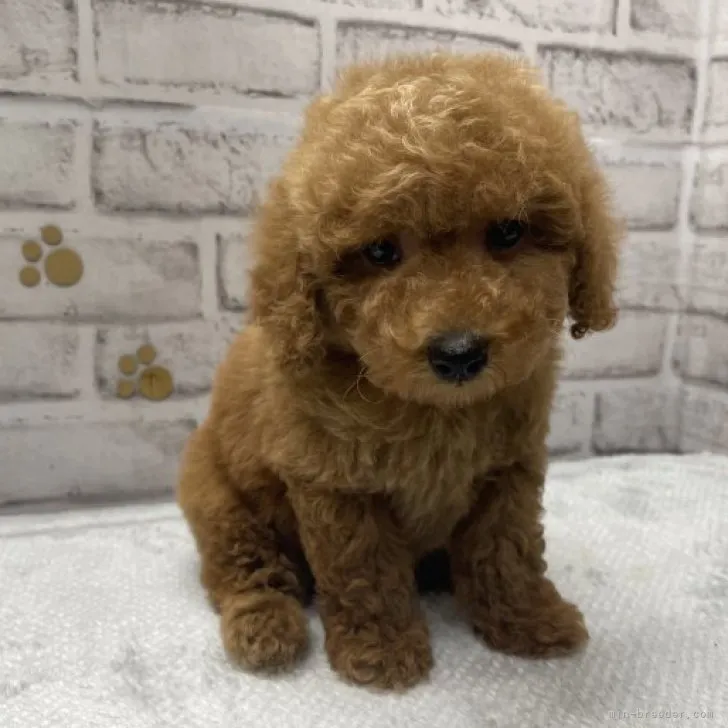 f 様のお迎えした子犬