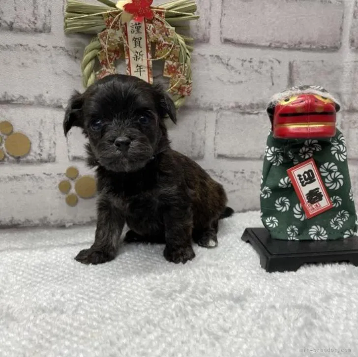 ティガ母 様のお迎えした子犬