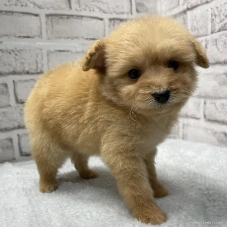 K.Ｉ 様のお迎えした子犬