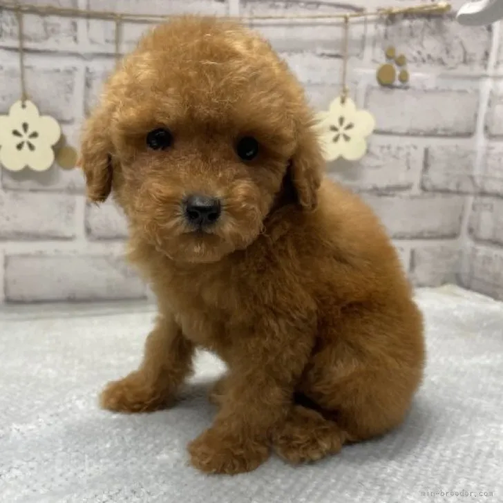 H.T 様のお迎えした子犬