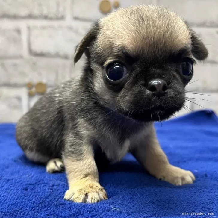 ID:2408-00340の子犬