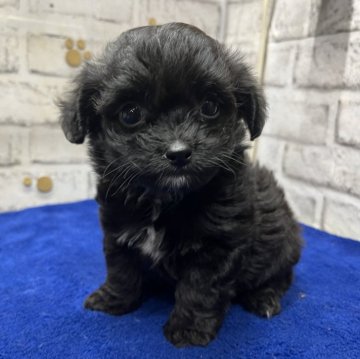 チワプー(チワワ×トイプードル)【栃木県・女の子・2024年4月23日・ブラック&ホワイト】の写真「誠に勝手ながら掲載の方は本日までとさせて頂きます。」