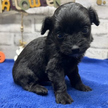 チワプー(チワワ×トイプードル)【栃木県・女の子・2024年9月21日・ブラック&ホワイト(あご下に白有り)】の写真「可愛らしいお顔のチワプーの女の子です(*^^*)」