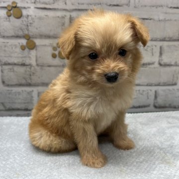 ポメプー①(ポメラニアン×トイプードル)【栃木県・男の子・2023年11月24日・クリーム】の写真「綺麗なクリーム色のポメプーの男の子です(*^^*)」