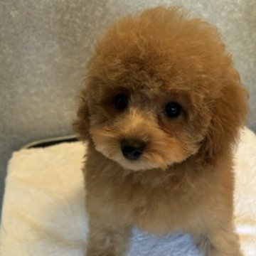 トイプードル(タイニー)【埼玉県・女の子・2023年8月20日・レッド】の写真「おっとりしてる女の子です」