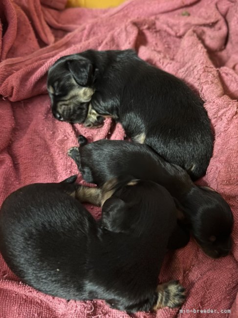 大塚史代ブリーダーのブログ：Mダックス生まれてます🐶♡