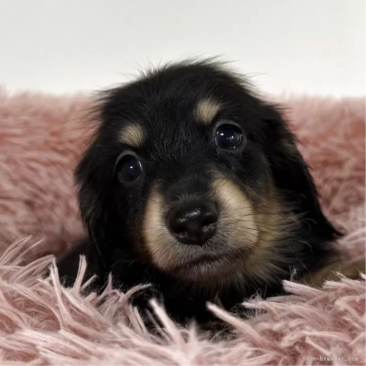 ID：2507-03488の子犬