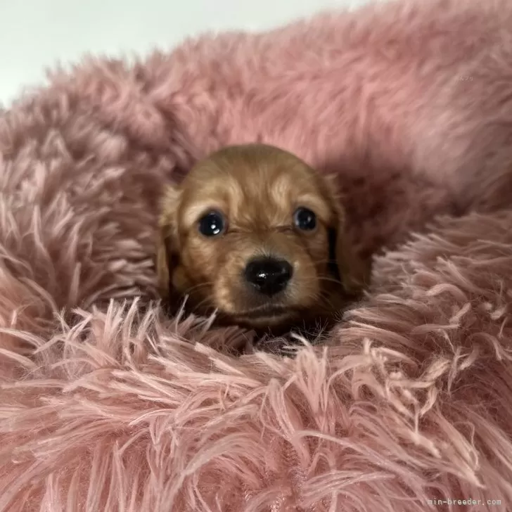 ID:2412-03819の子犬