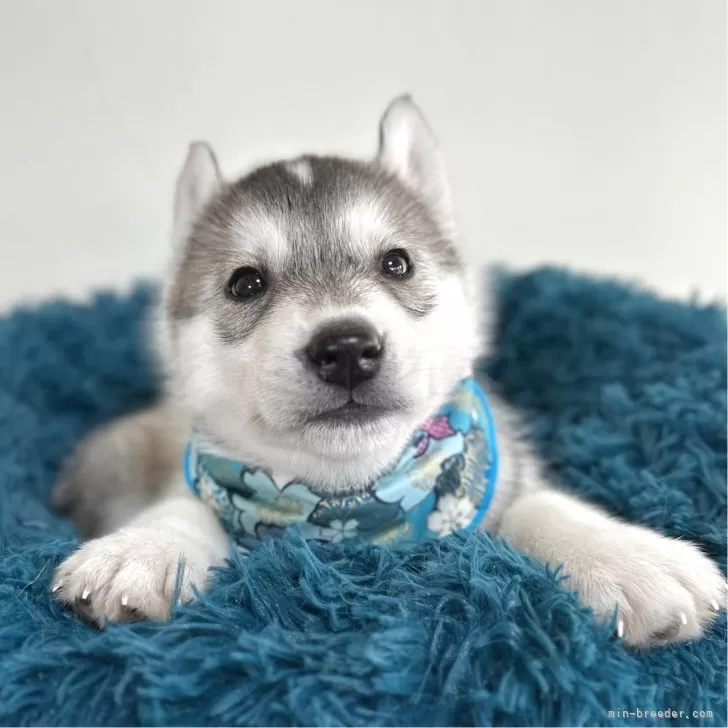 ID:2503-08212の子犬