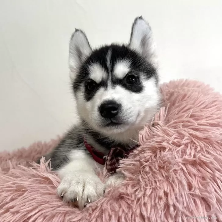 ID：2503-08214の子犬