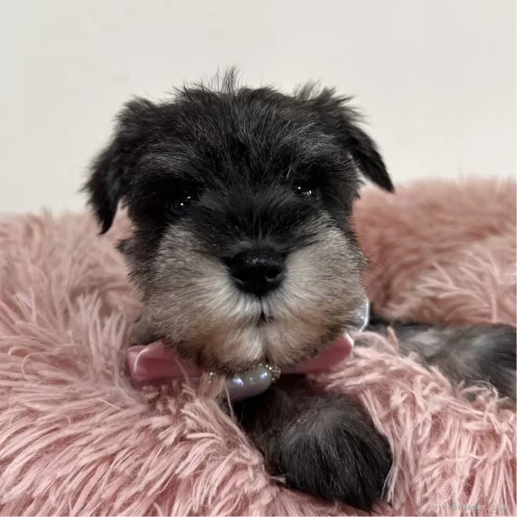 ID：2508-09048の子犬