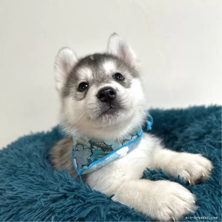 ID:2503-08209の子犬