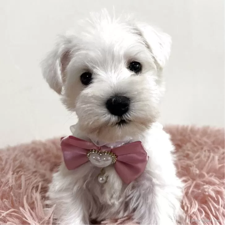 ID：2509-02007の子犬