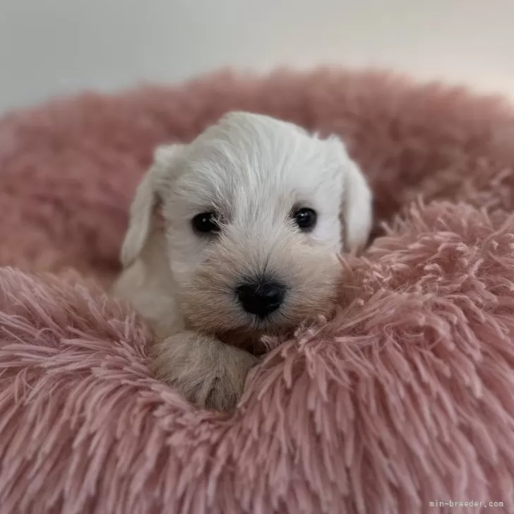 トシミツ 様のお迎えした子犬