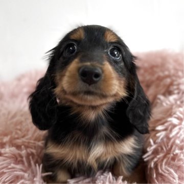 ミニチュアダックスフンド(ロング)【愛知県・女の子・2025年9月25日・ブラック&タン】の写真「可愛すぎる女の子♡」