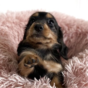 ミニチュアダックスフンド(ロング)【愛知県・女の子・2025年9月25日・ブラック&タン】の写真「可愛すぎる女の子♡11月23日までの掲載です。」