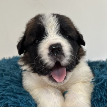 本日限定値下げお座りセントバーナード犬