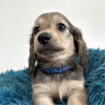 ミニチュアダックスフンド(ロング)【愛知県・男の子・2025年9月12日・シェーデッドイエロー】の写真「可愛すぎる男の子♡11月11日までの掲載です」