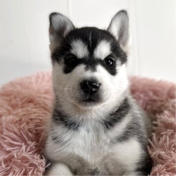 シベリアンハスキー【愛知県・女の子・2025年10月14日・ブラック&ホワイト】の写真「キツネ顔美人♡ヤンチャさんです💖」