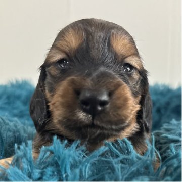 ミニチュアダックスフンド(ロング)【愛知県・男の子・2025年11月22日・シェーデッドレッド】の写真「可愛い男の子♡♡」