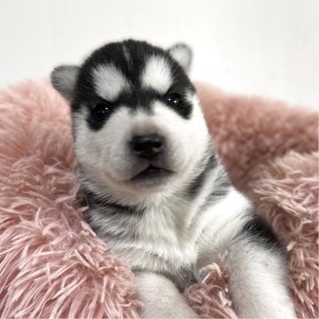 シベリアンハスキー【愛知県・女の子・2025年10月14日・ブラック&ホワイト】の写真「ムチムチ可愛すぎる女の子♡」