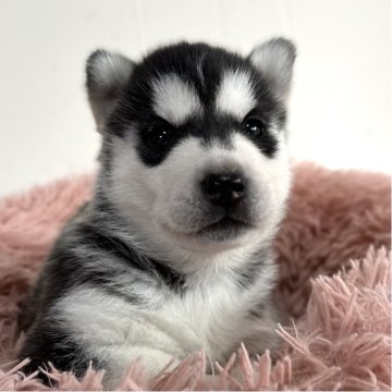 シベリアンハスキー【愛知県・女の子・2025年10月14日・ブラック&ホワイト】の写真「ムチムチ可愛すぎる女の子♡♡」