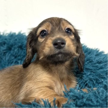 ミニチュアダックスフンド(ロング)【愛知県・男の子・2025年9月25日・シェーデッドレッド】の写真「可愛い男の子♡」