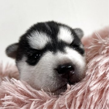 シベリアンハスキー【愛知県・女の子・2025年10月14日・ブラック&ホワイト】の写真「ムチムチ可愛すぎる女の子♡♡」