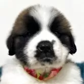 セントバーナード