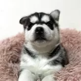 シベリアンハスキー