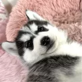 シベリアンハスキー