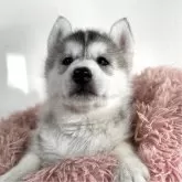 シベリアンハスキー