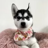 シベリアンハスキー